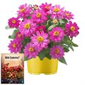 Bild von Ms P12 Zinnia belize rose